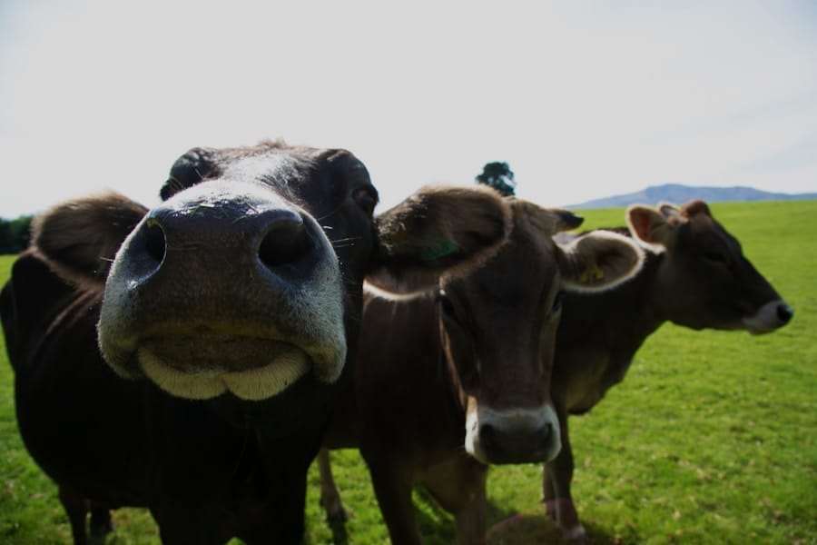 Photo "Holy Cows in the Executive Office: What You Dont Question Costs You Millions"