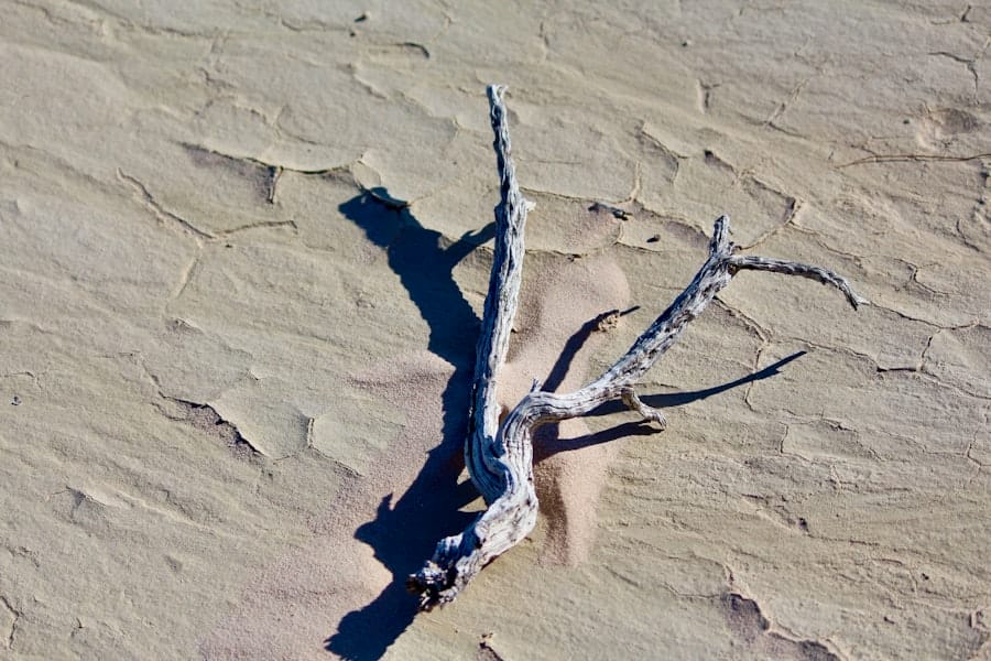 Photo resilient