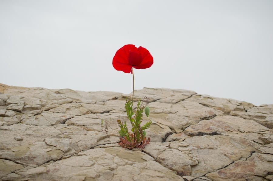 Photo Resilience