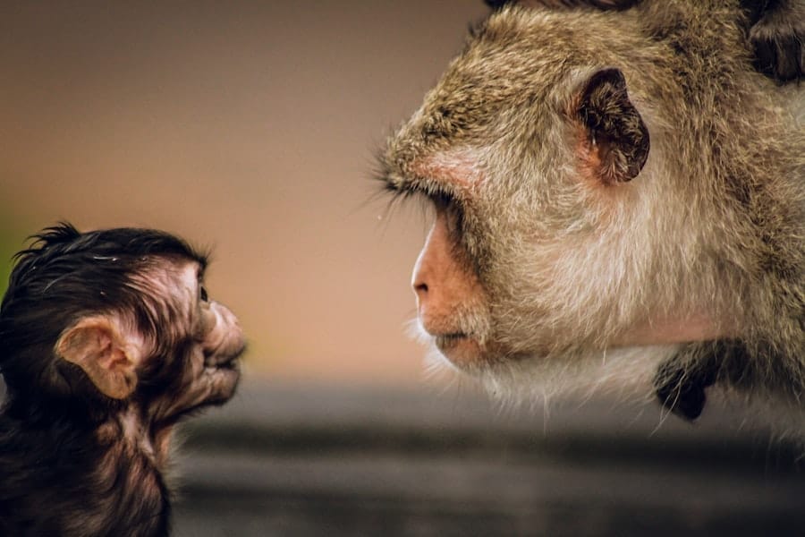 Photo evolutionary psychology