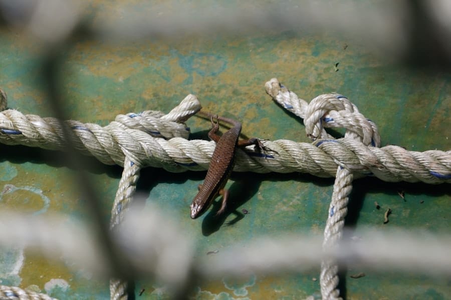 anchoring psychology