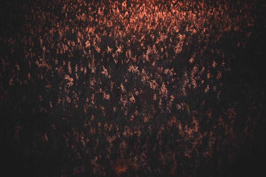 Photo crowd psychology