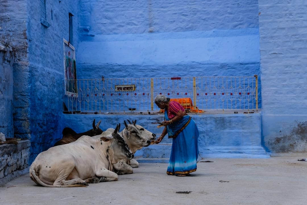 Photo sacred cows