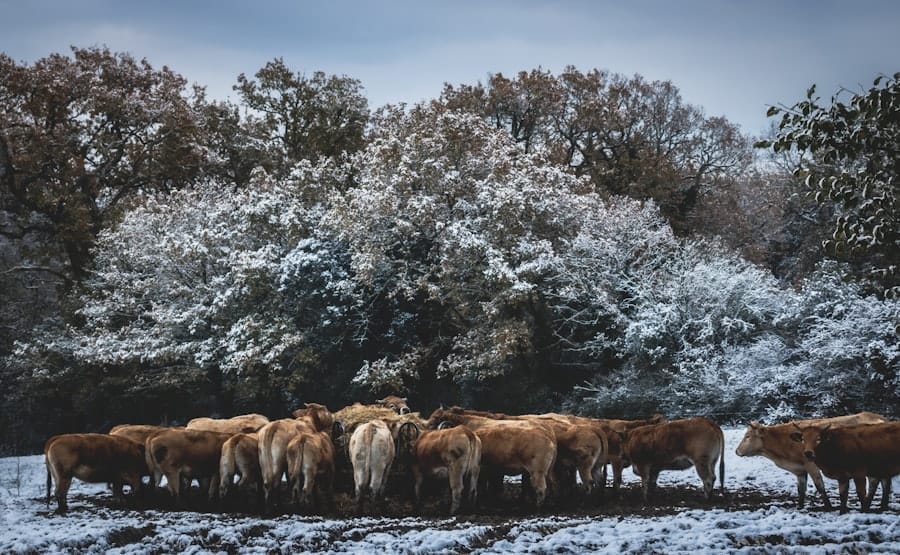 Photo sacred cows